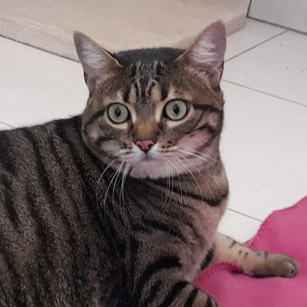 WHOOPI, female 3yo mixed breed for adoption at SPA de l
