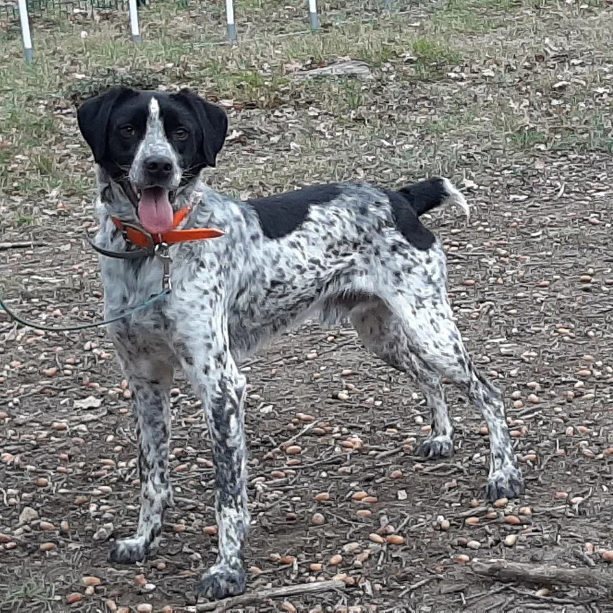 WILLY, male 7yo Mixed Breed for adoption at SPA de l