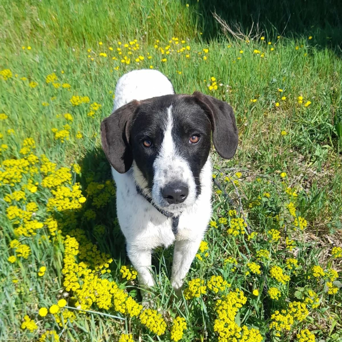 ZORRO, male young Border Collie for adoption at SPA de l