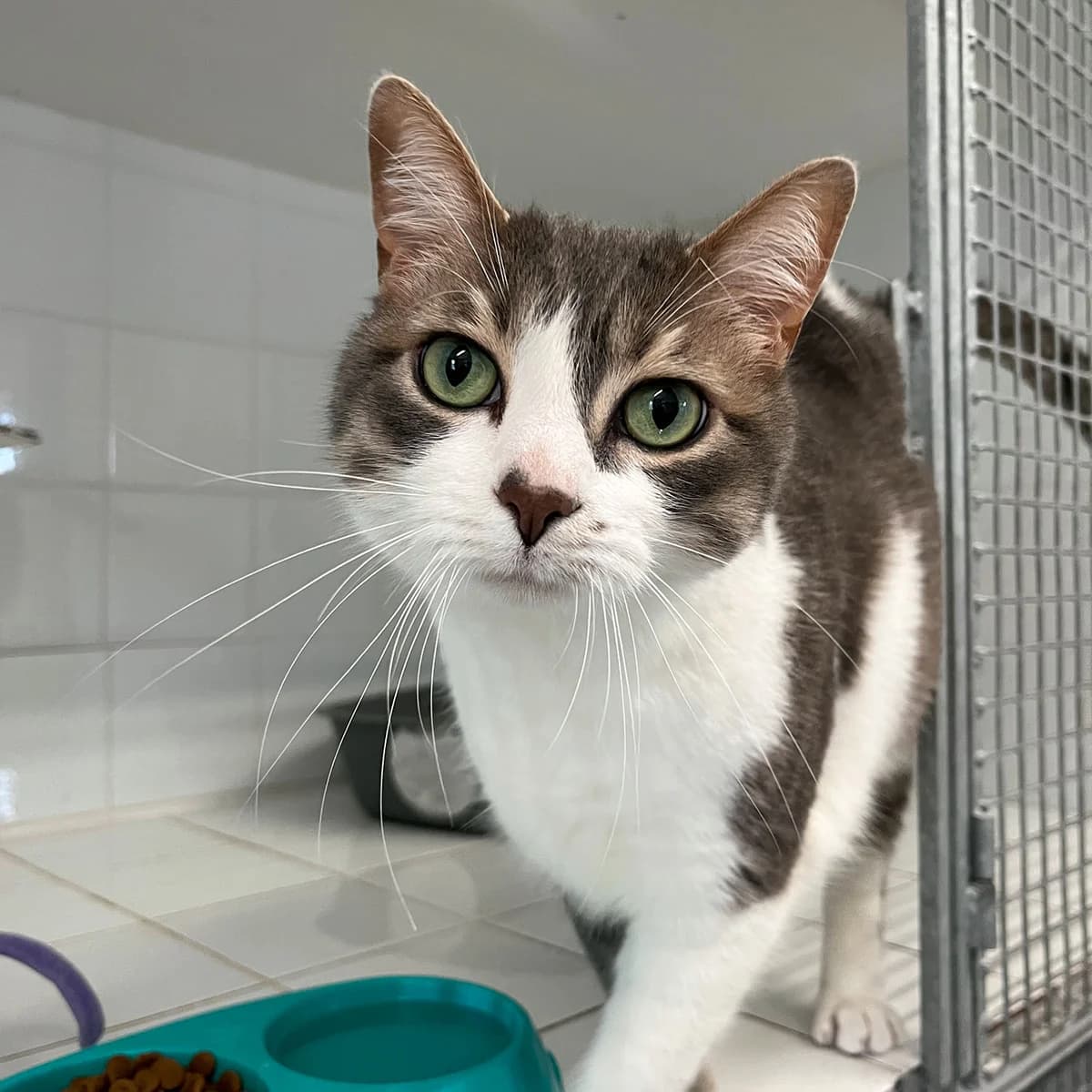 OPIUM, male European Shorthair for adoption at SPA de Lyon et du Sud-Est