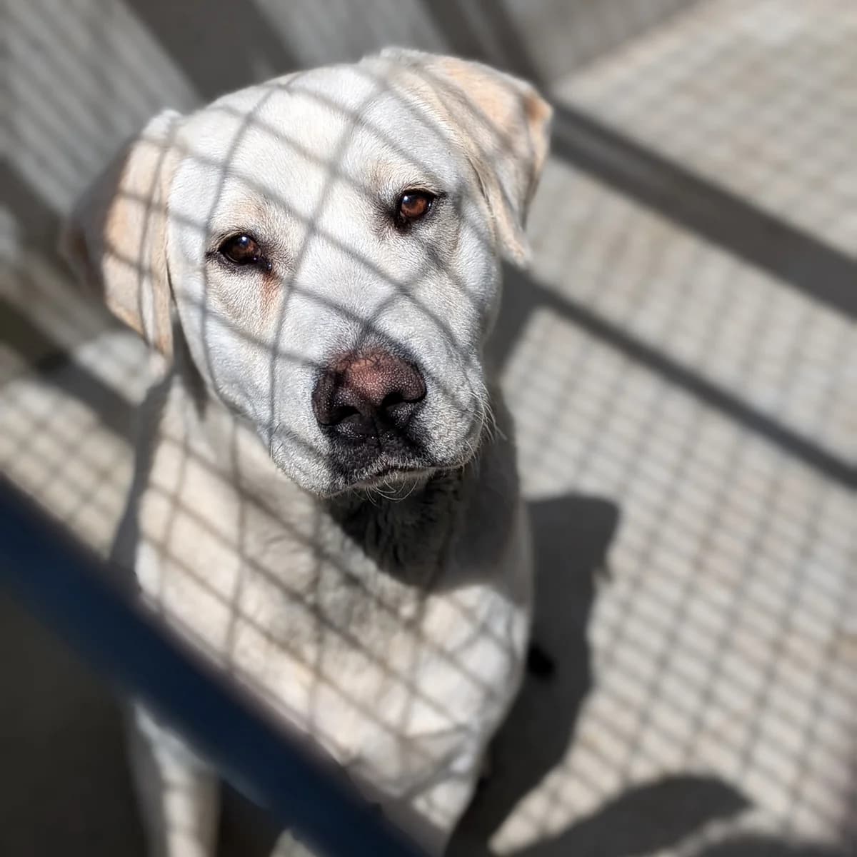 ACE, male Labrador Retriever for adoption at SPA de Lyon et du Sud-Est