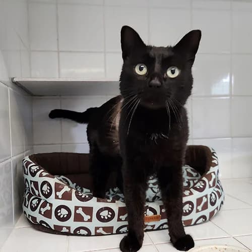 BRISQUET, male mixed breed for adoption at SPA de Lyon et du Sud-Est