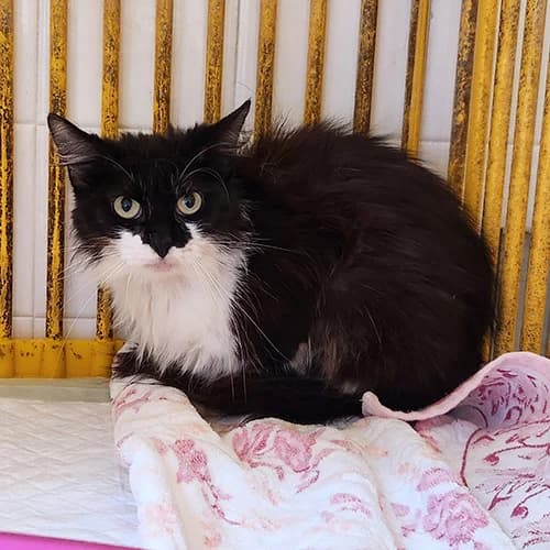 RE343291, female mixed breed for adoption at SPA de Lyon et du Sud-Est