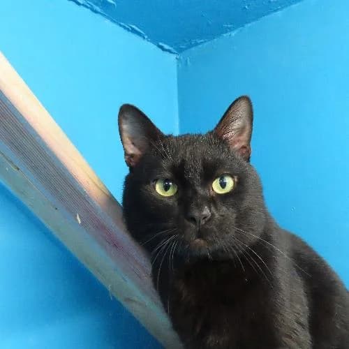 LE FLUF, male 4yo mixed breed for adoption at SPA de Lyon et du Sud-Est