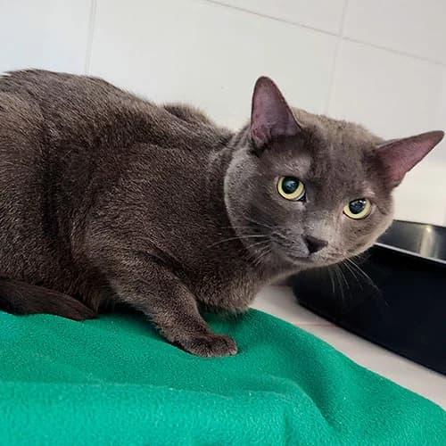 NYNA, female 5yo mixed breed for adoption at SPA de Lyon et du Sud-Est