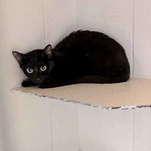 RE343593, female young mixed breed for adoption at SPA de Lyon et du Sud-Est