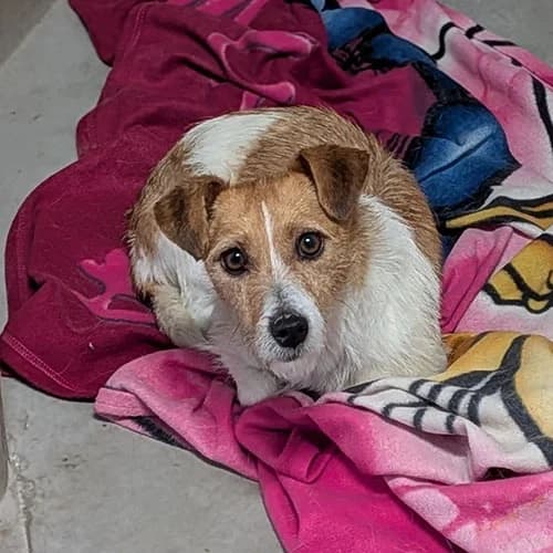 RE343624, female 3yo Jack Russell Terrier for adoption at SPA de Lyon et du Sud-Est
