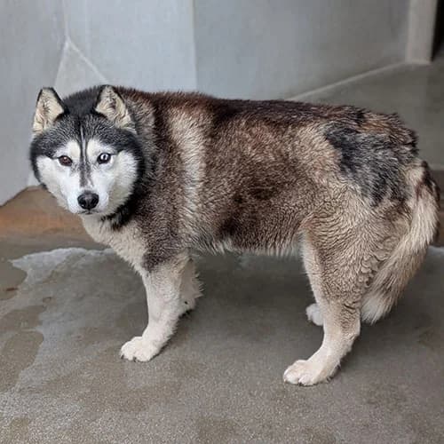 ORPHEE, female 7yo Husky for adoption at SPA de Lyon et du Sud-Est