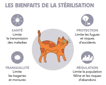 Stérilisation et identification du chat : ce qu’il faut savoir, male Mixed Breed for adoption at SPA de Lyon et du Sud-Est