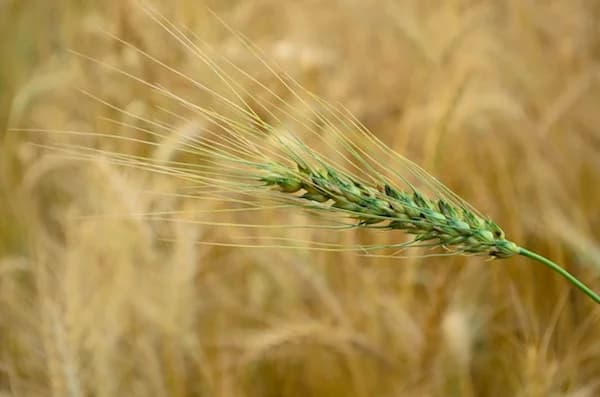 Attention aux épillets, male Mixed Breed for adoption at SPA de Lyon et du Sud-Est