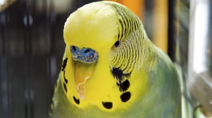 Oiseau malade : quels sont les signes à surveiller ?, male Mixed Breed for adoption at SPA de Lyon et du Sud-Est