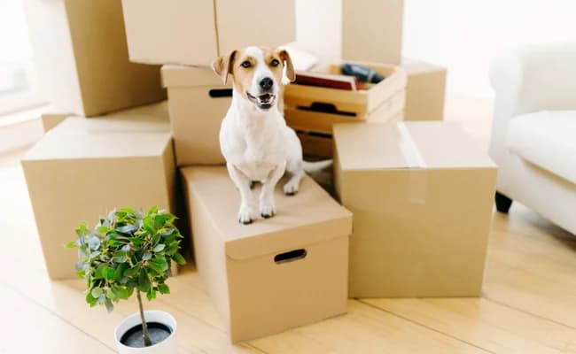 Déménager avec son chien, male Mixed Breed for adoption at SPA de Lyon et du Sud-Est