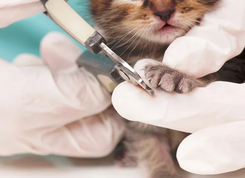 Le bon entretien des griffes du chat, male Mixed Breed for adoption at SPA de Lyon et du Sud-Est