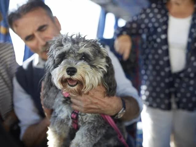 Prendre les transports en commun avec son chien, male Mixed Breed for adoption at SPA de Lyon et du Sud-Est