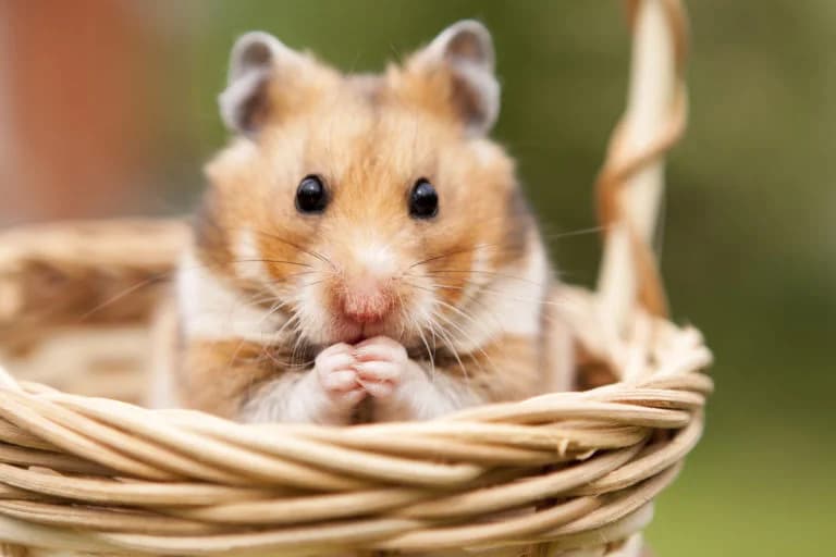 Peut-on faire cohabiter plusieurs hamsters ?, male Mixed Breed for adoption at SPA de Lyon et du Sud-Est