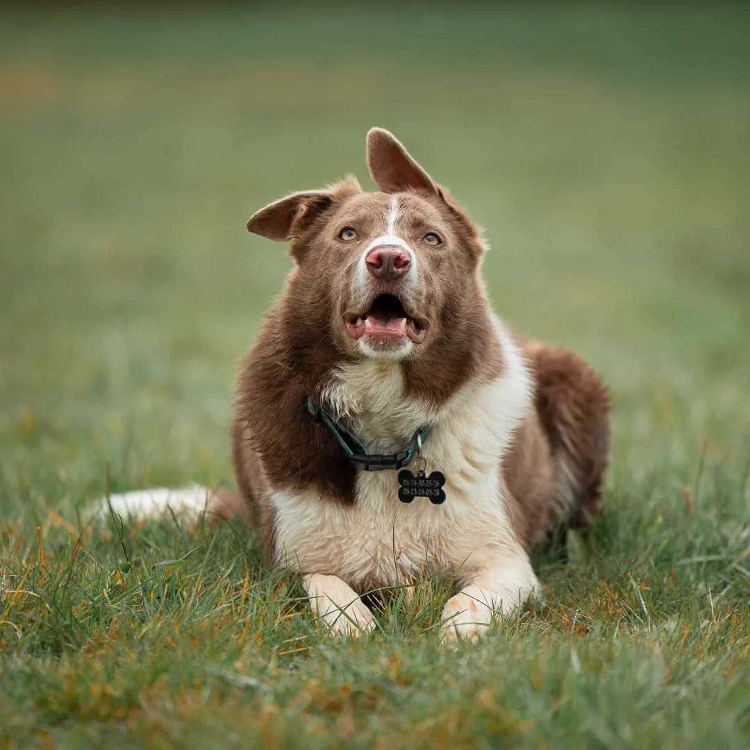 TAYCO, male 4yo Border Collie for adoption at SPA de Lyon et du Sud-Est