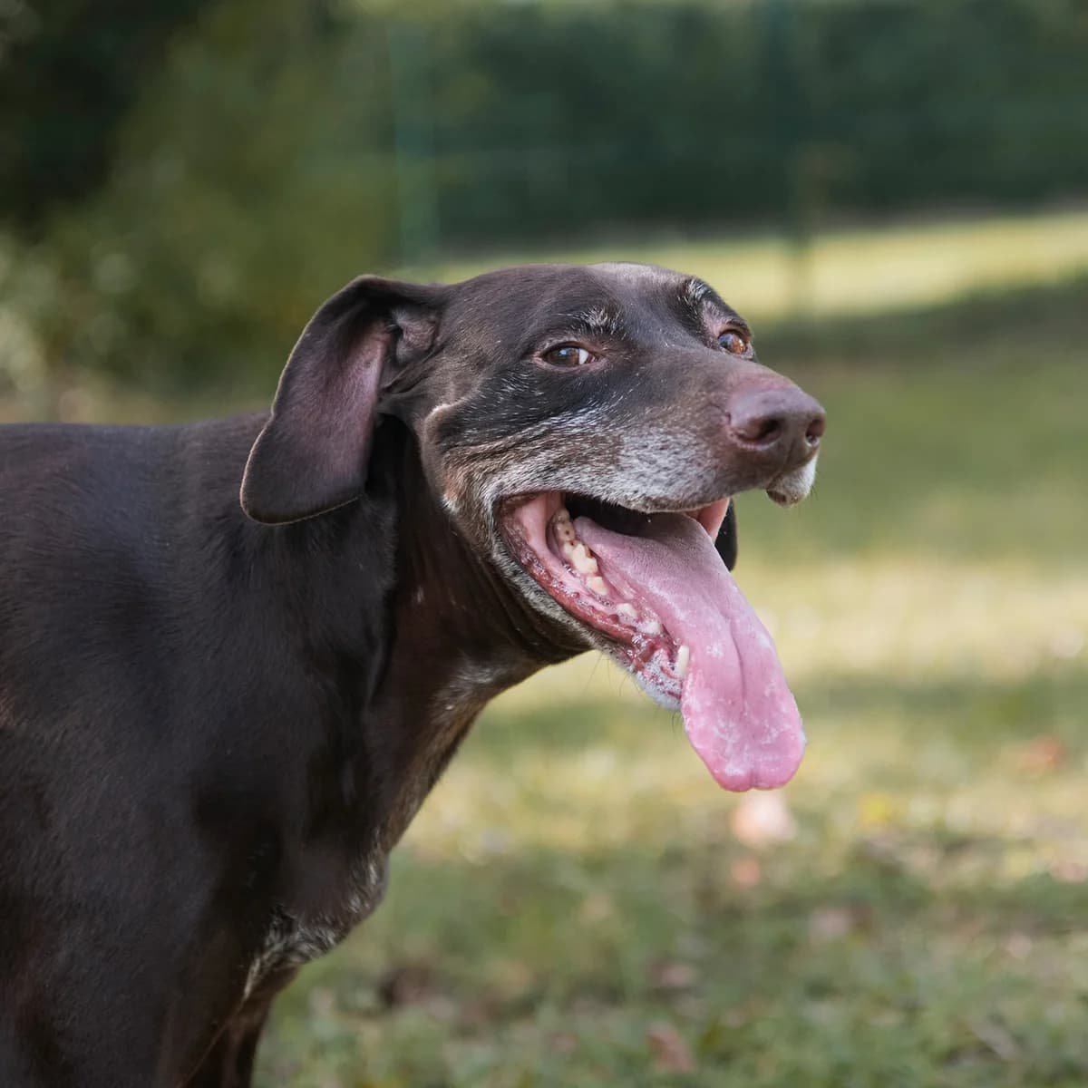MAEVA EX MAYA, female senior German Shorthaired Pointer for adoption at SPA de Lyon et du Sud-Est