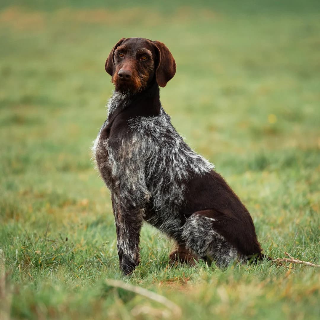 BASILE, male 7yo mixed breed for adoption at SPA de Lyon et du Sud-Est