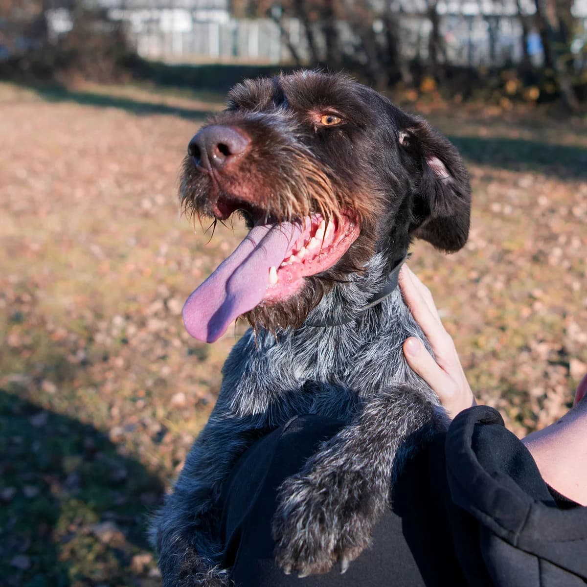 ELIOT, male 4yo mixed breed for adoption at SPA de Lyon et du Sud-Est