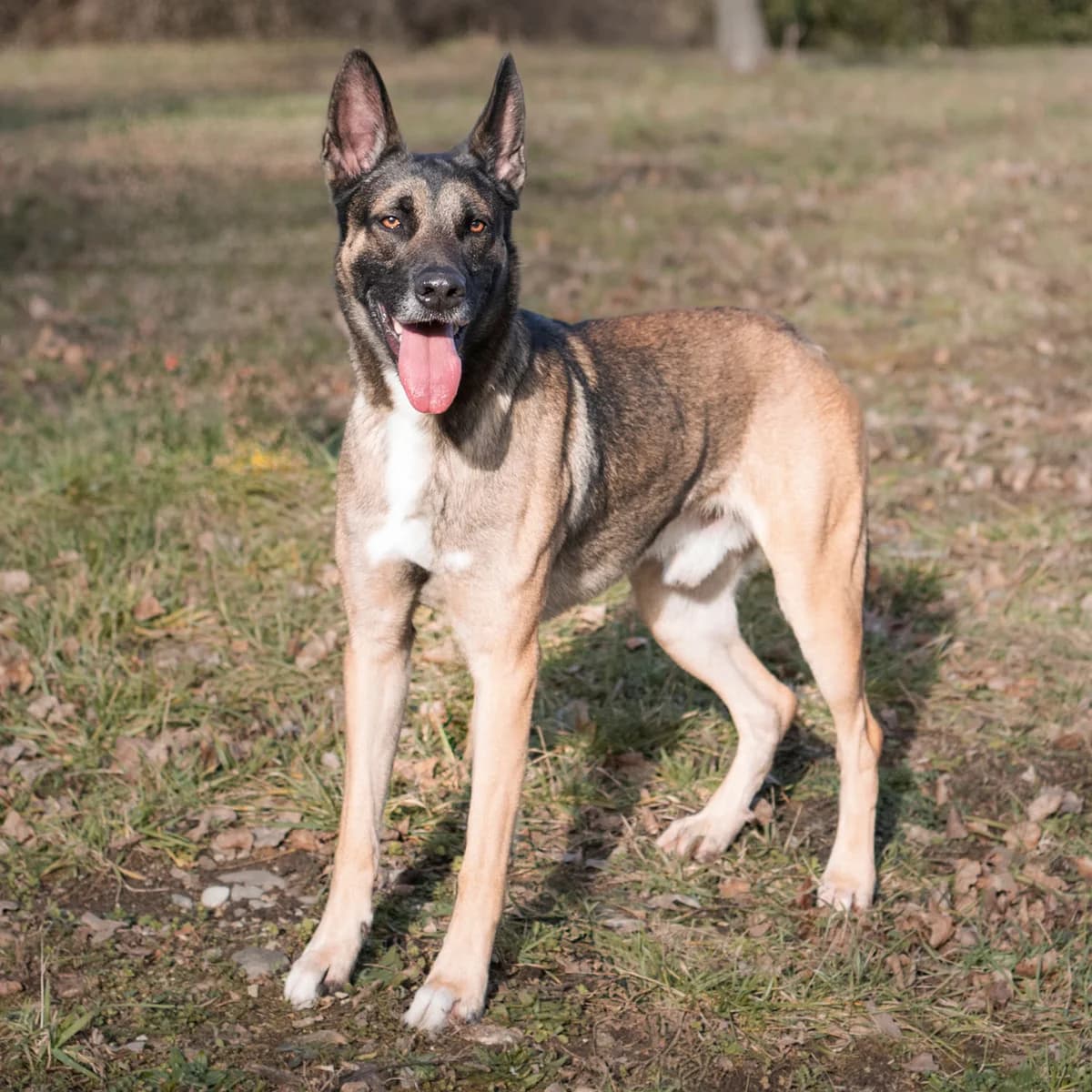 NESTOR, male 5yo Belgian Malinois for adoption at SPA de Lyon et du Sud-Est