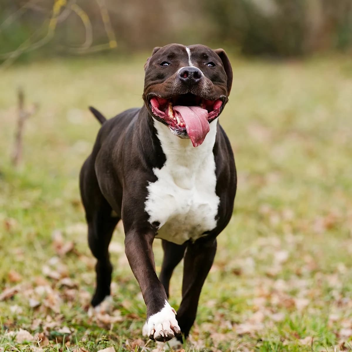 RIO, male 6yo American Staffordshire Terrier for adoption at SPA de Lyon et du Sud-Est