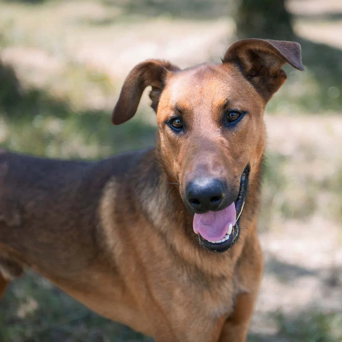 BIRDY, male young mixed breed for adoption at SPA de Lyon et du Sud-Est