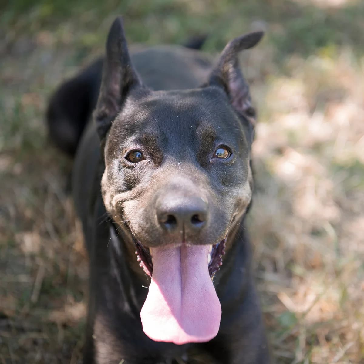 NINA, female senior mixed breed for adoption at SPA de Lyon et du Sud-Est