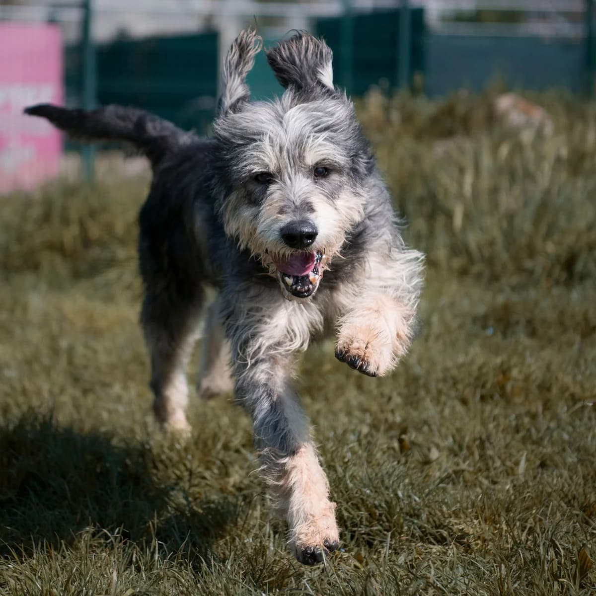 ATCHOUM, male senior mixed breed for adoption at SPA de Lyon et du Sud-Est
