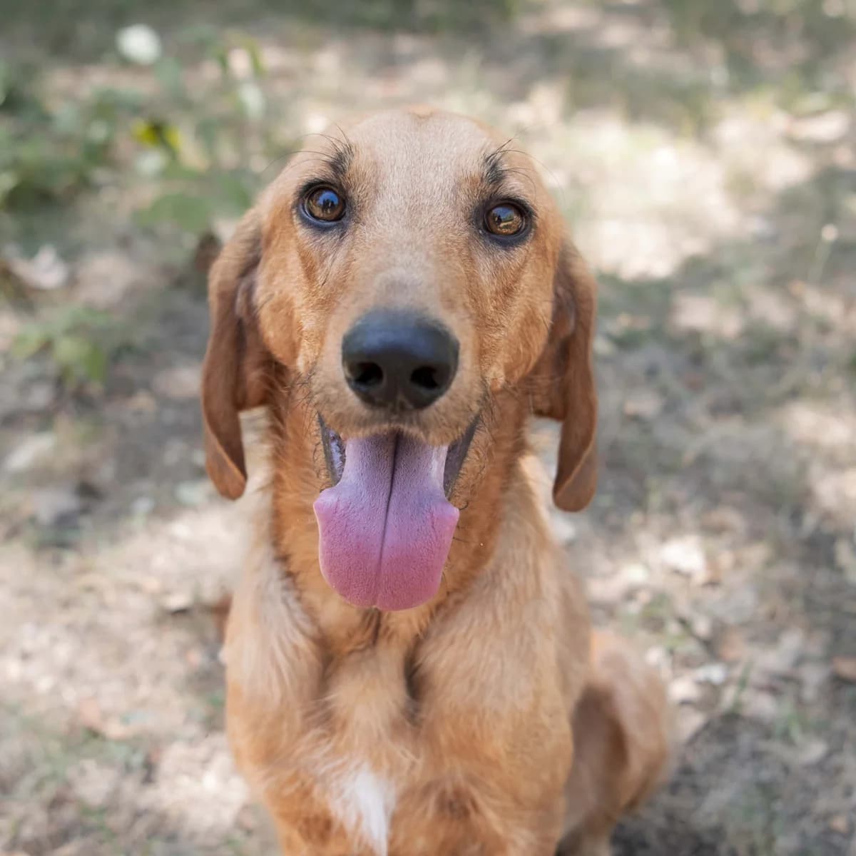 CHURROS, male 3yo mixed breed for adoption at SPA de Lyon et du Sud-Est