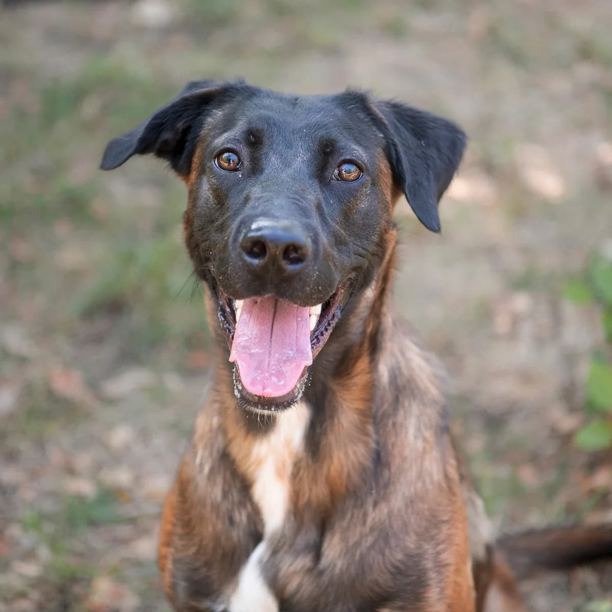 SINEDD, male young Belgian Malinois for adoption at SPA de Lyon et du Sud-Est