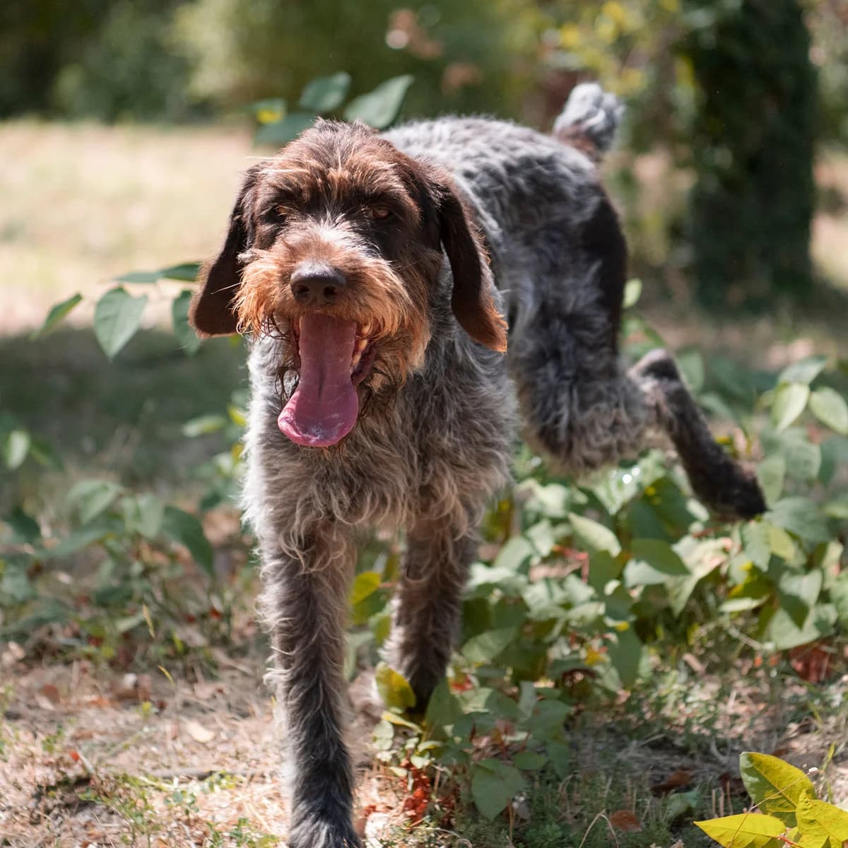 RIO, male 6yo mixed breed for adoption at SPA de Lyon et du Sud-Est