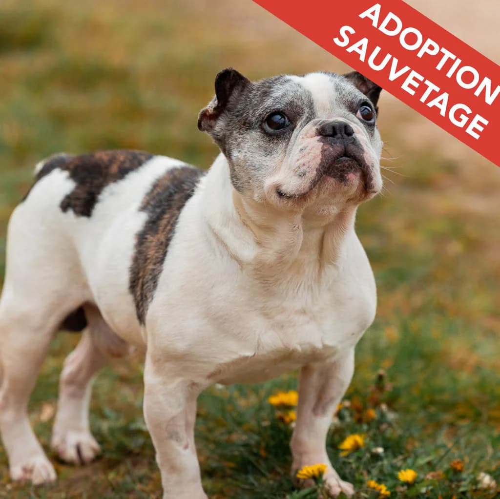 NOISETTE, male senior French Bulldog for adoption at SPA de Lyon et du Sud-Est