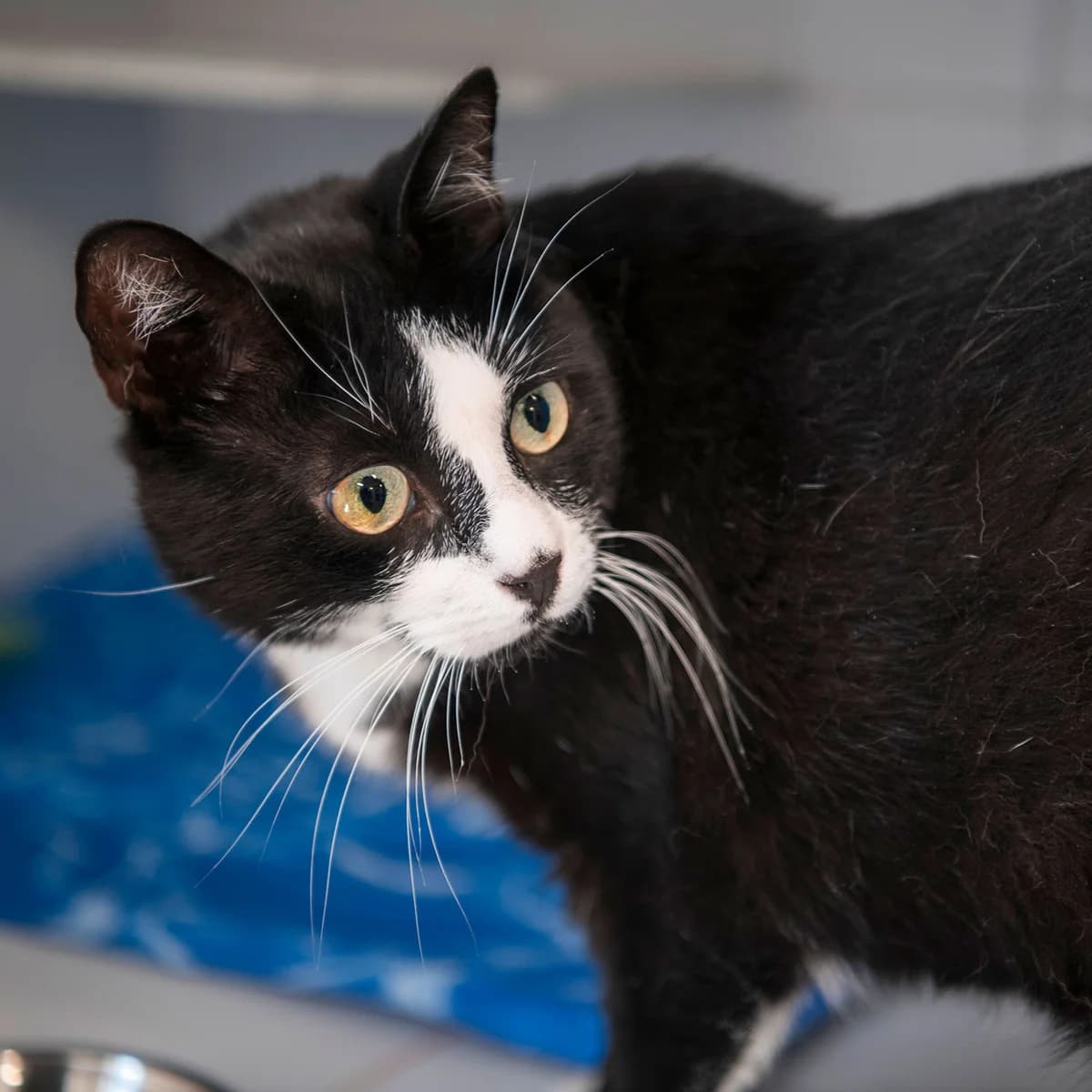 SAPHYR, male 5yo mixed breed for adoption at SPA de Lyon et du Sud-Est