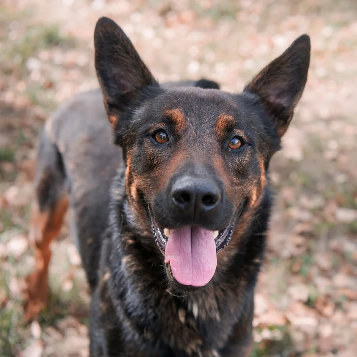 SNOOPY, male 3yo mixed breed for adoption at SPA de Lyon et du Sud-Est