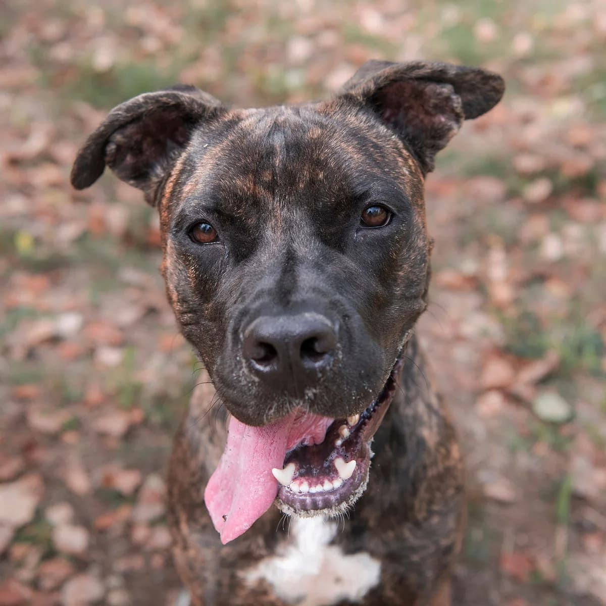 THEO, male 6yo Cane Corso for adoption at SPA de Lyon et du Sud-Est