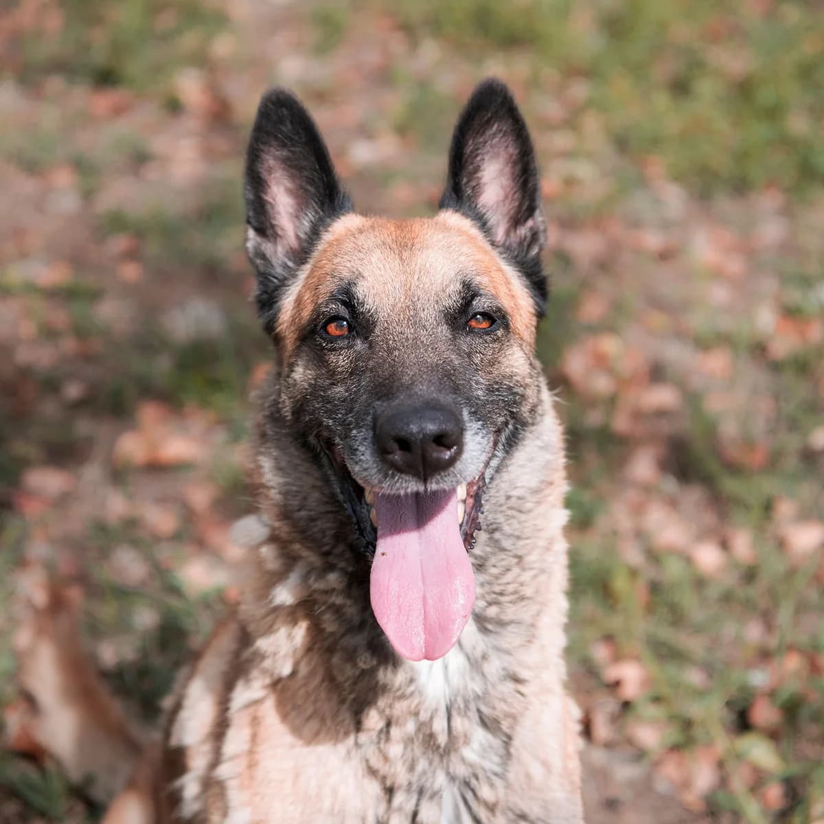 OTO, male senior Belgian Malinois for adoption at SPA de Lyon et du Sud-Est