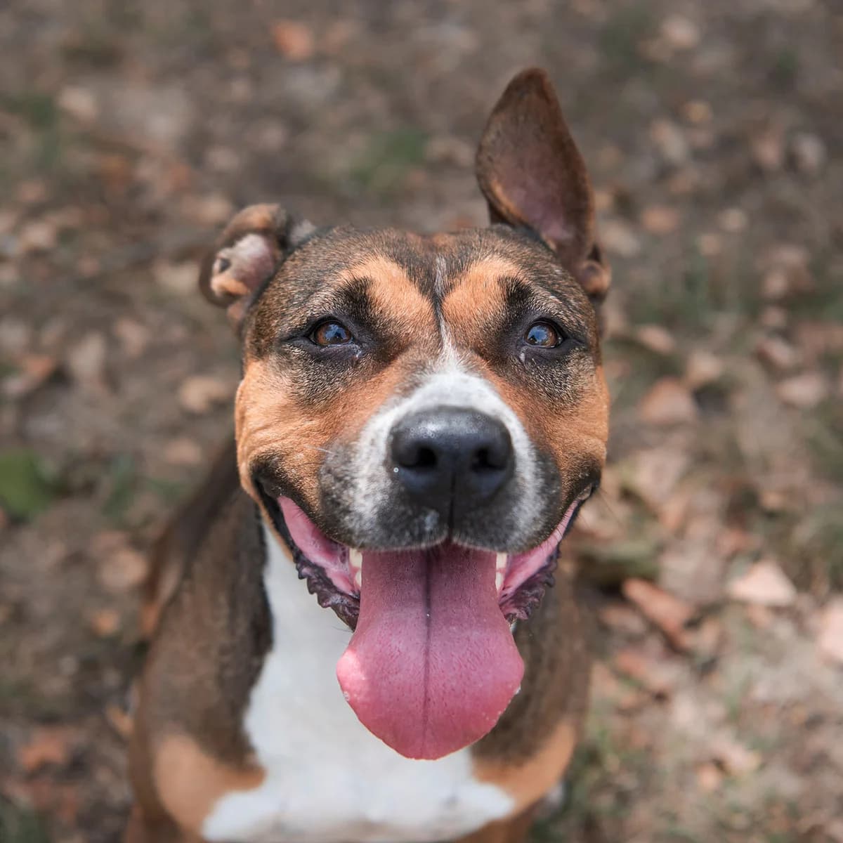 LANA, female 6yo mixed breed for adoption at SPA de Lyon et du Sud-Est