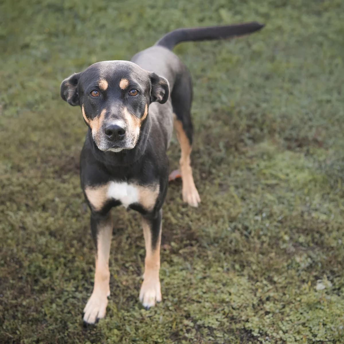 UNA, female 3yo Doberman for adoption at SPA de Lyon et du Sud-Est