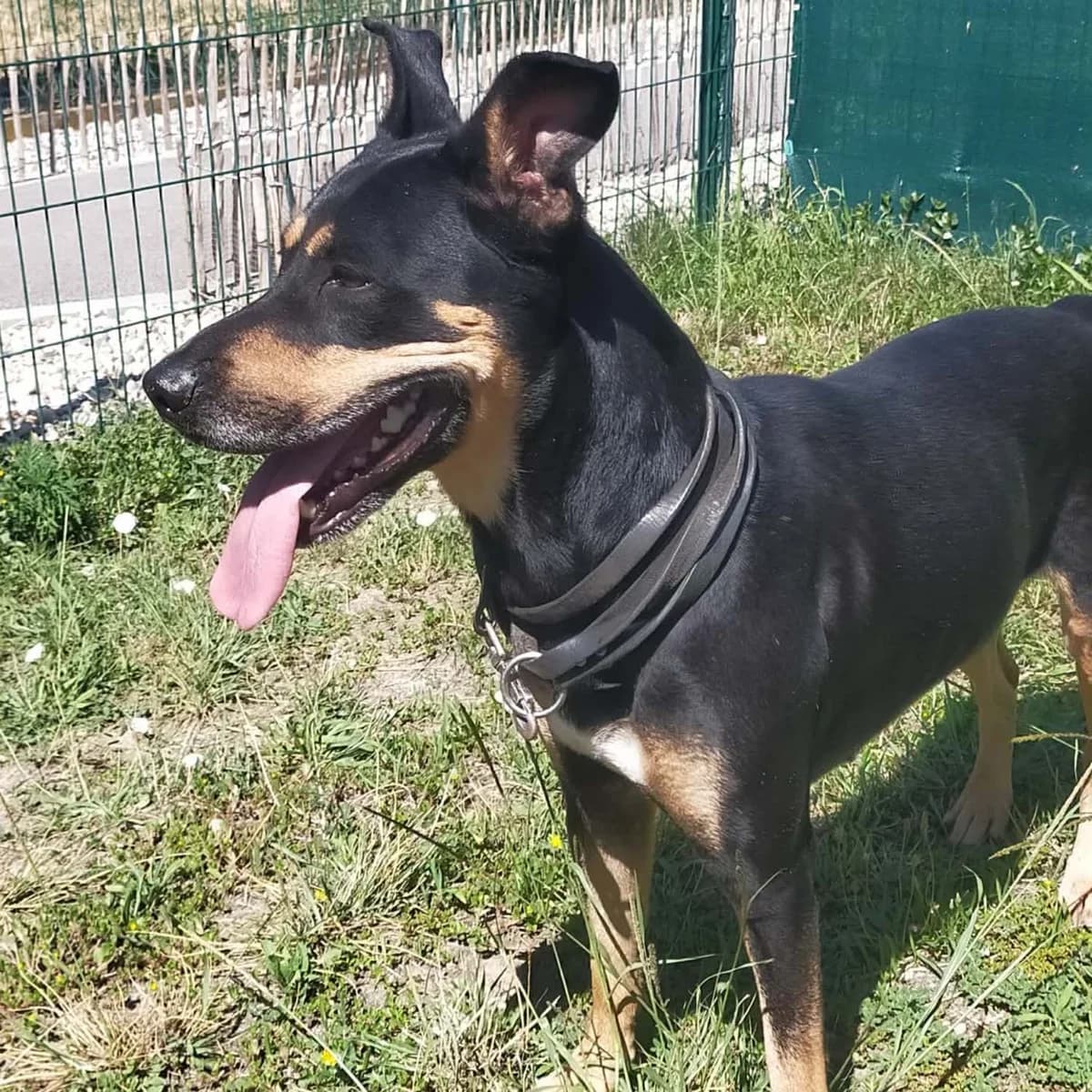 UNA, female 3yo Doberman for adoption at SPA de Lyon et du Sud-Est
