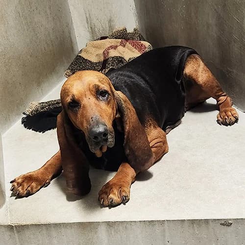 PAMPA, female senior mixed breed for adoption at SPA de Lyon et du Sud-Est