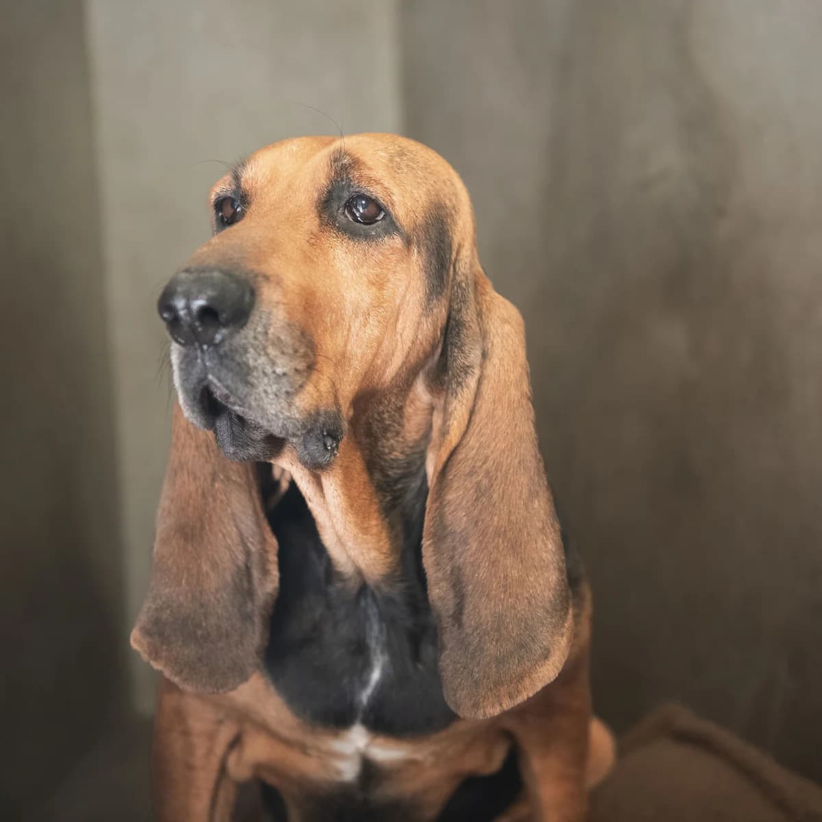 PAMPA, female senior mixed breed for adoption at SPA de Lyon et du Sud-Est