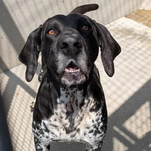 REX, male 5yo German Shorthaired Pointer for adoption at SPA de Lyon et du Sud-Est