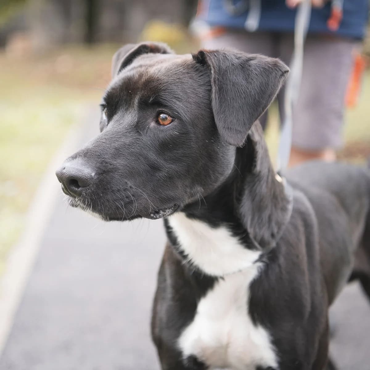 PABLO, male 3yo mixed breed for adoption at SPA de Lyon et du Sud-Est
