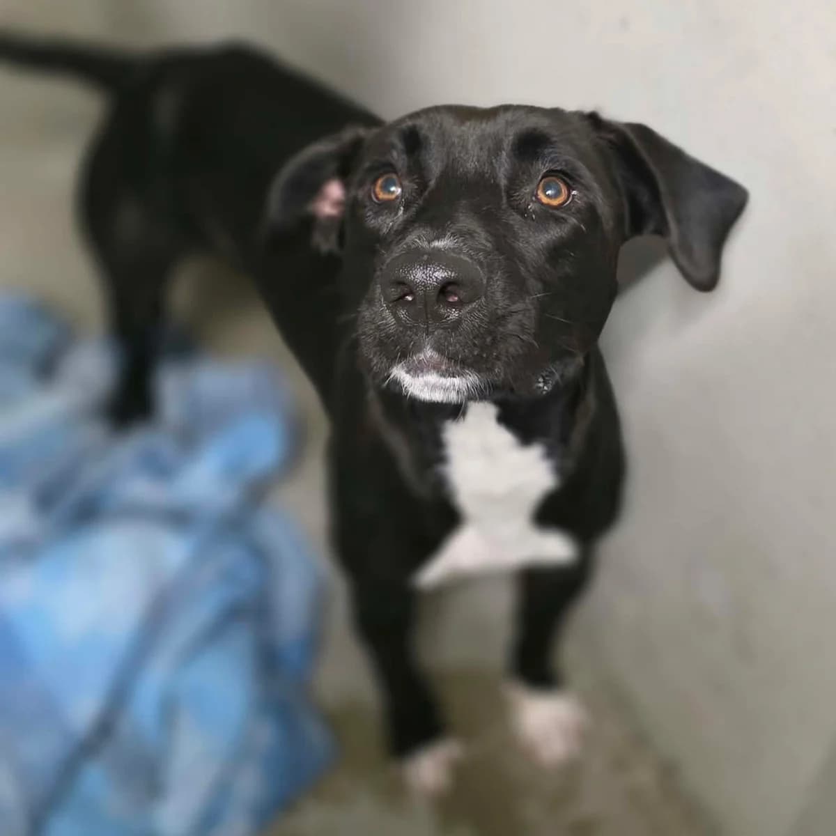 PABLO, male 3yo mixed breed for adoption at SPA de Lyon et du Sud-Est