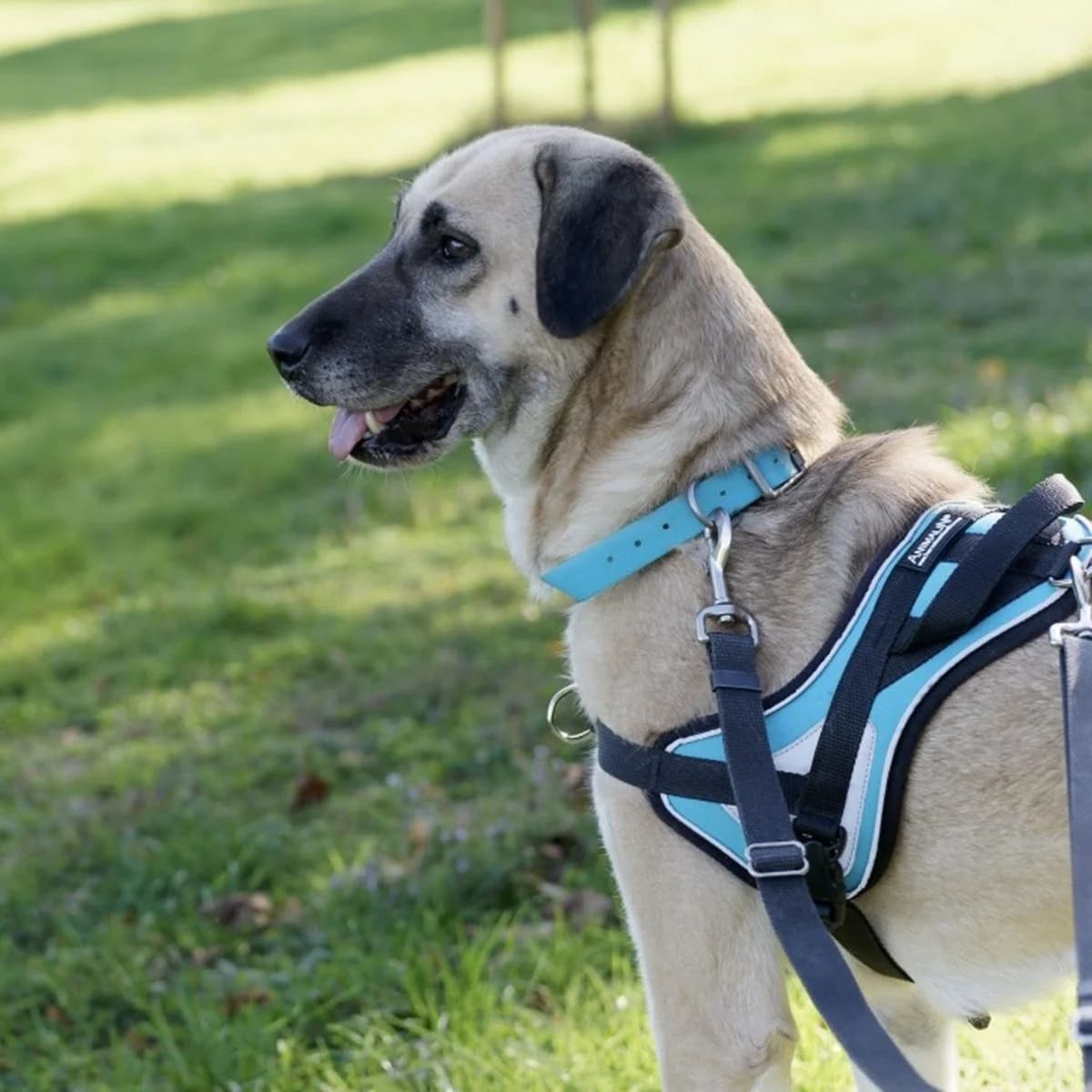 HAPPY, female senior mixed breed for adoption at SPA de Lyon et du Sud-Est