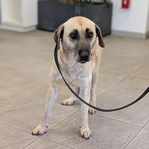 HAPPY, female senior mixed breed for adoption at SPA de Lyon et du Sud-Est
