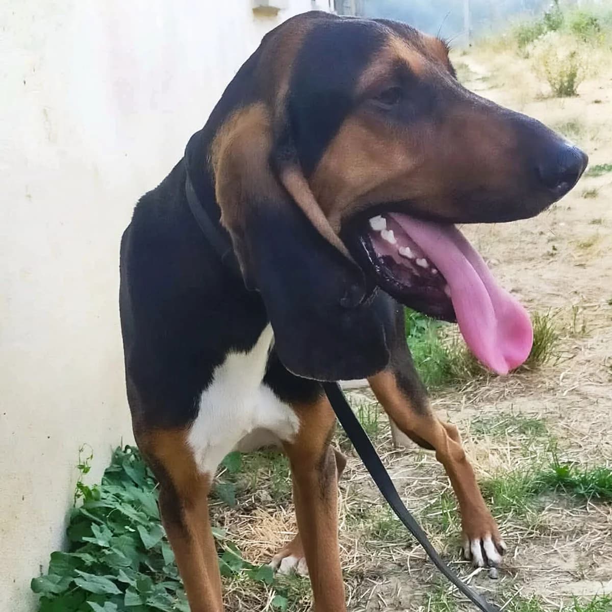 ORAGE, male young mixed breed for adoption at SPA de Lyon et du Sud-Est
