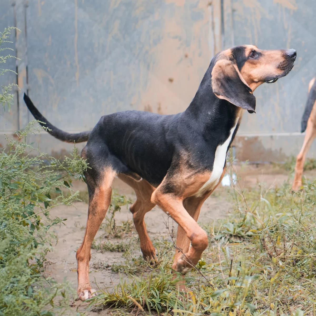 ORAGE, male young mixed breed for adoption at SPA de Lyon et du Sud-Est