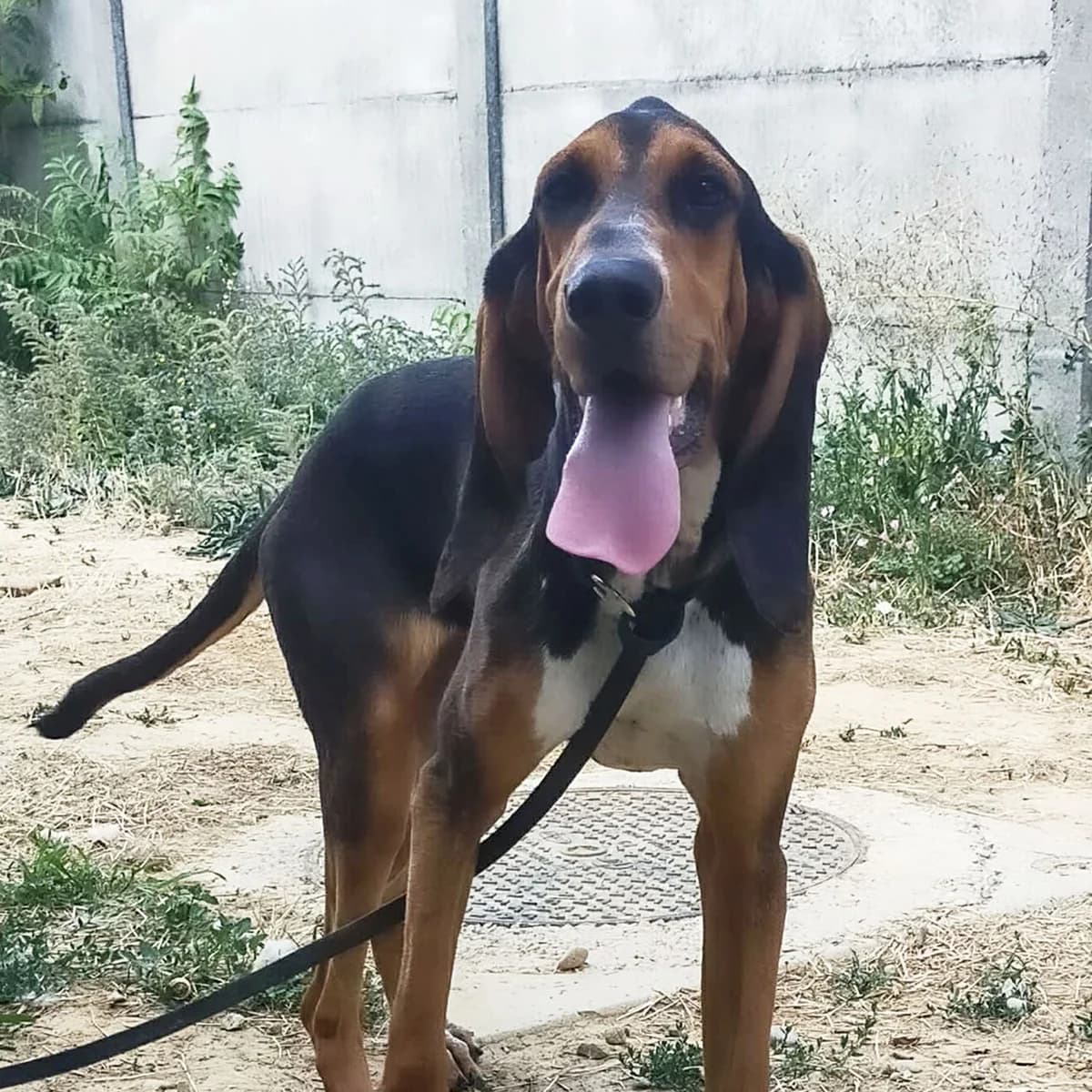 BRUME, female young mixed breed for adoption at SPA de Lyon et du Sud-Est