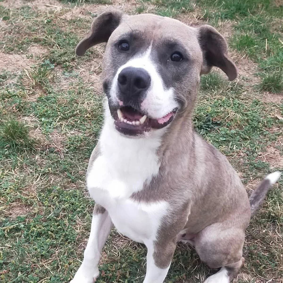 DYNO, male young Mixed Breed for adoption at SPA de Lyon et du Sud-Est